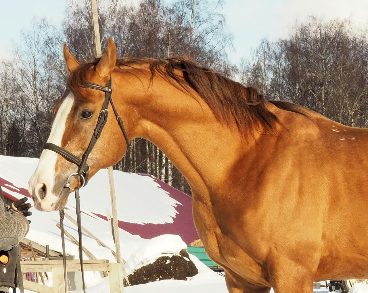 Лошадь 