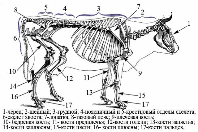 Скелет коровы