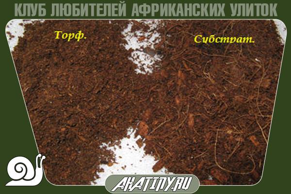 Содержание маленьких улиток ахатин