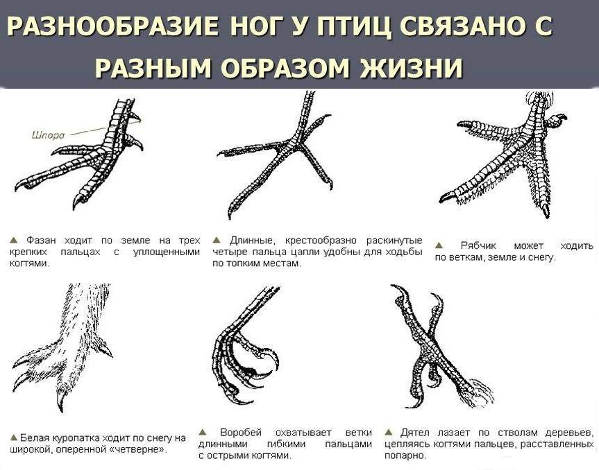 Анатомическое строение ног птиц.