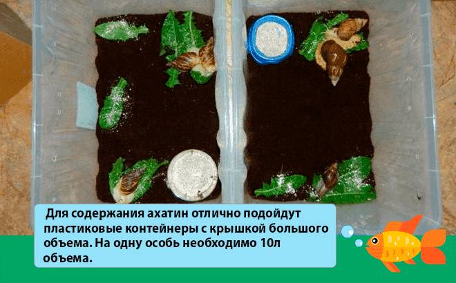 ахатинский террариум 