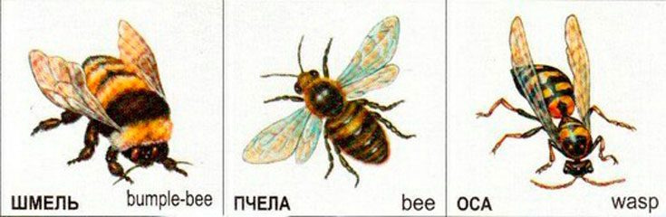 Разница между шмелем и осой 