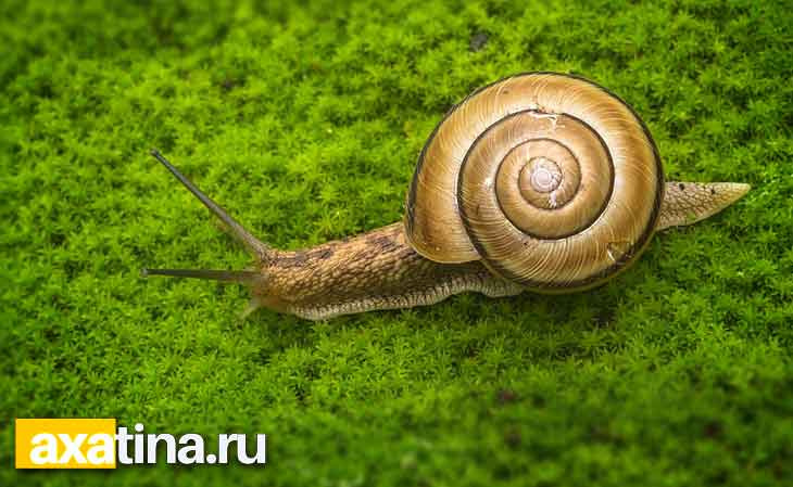 Как правильно кормить ахатины. CC0