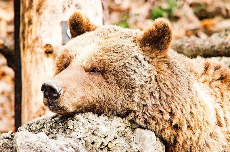 Описание Бурого Медведя из Красной Книги