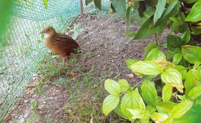 crake живет