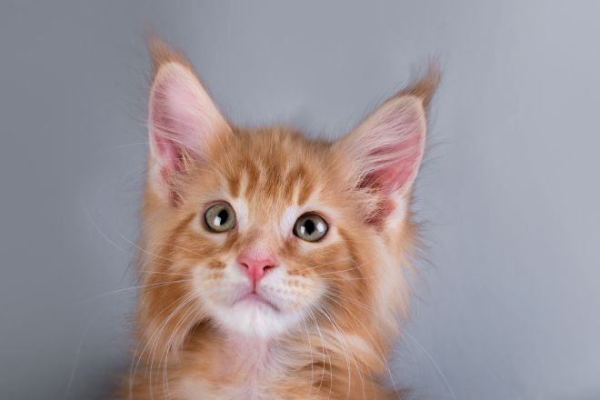 котенок мейн кун