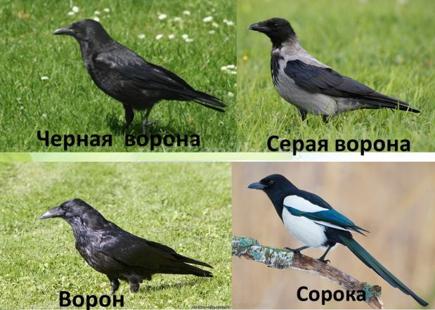 Интересный мир природы: ворон и ворон