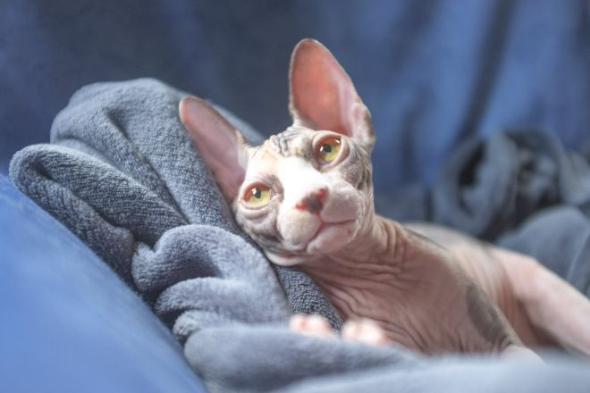 Котенок канадского сфинкса