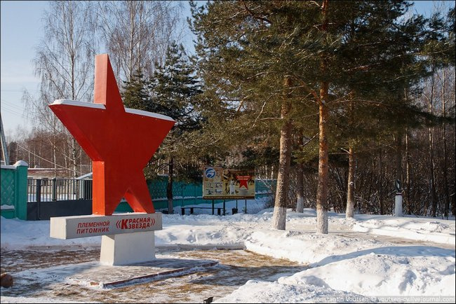 Русский черный терьер или собака Сталина