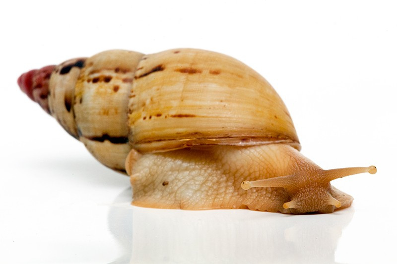 achatina_iredalei 