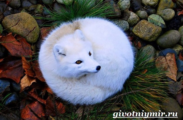 Уральские животные, птицы и растения, красная книга, разнообразие природы