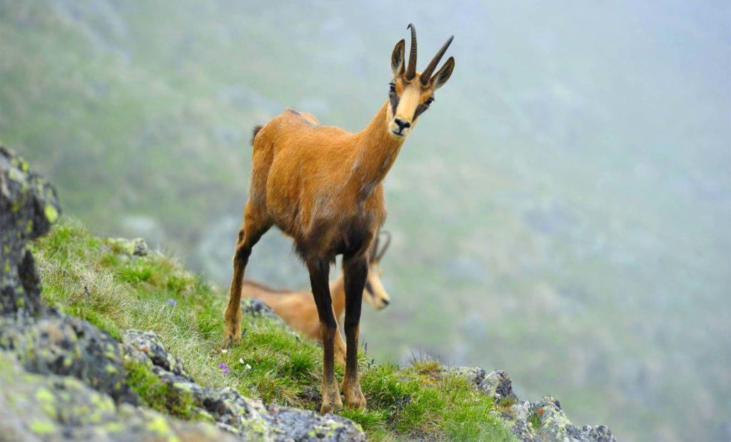 Замша кавказская
