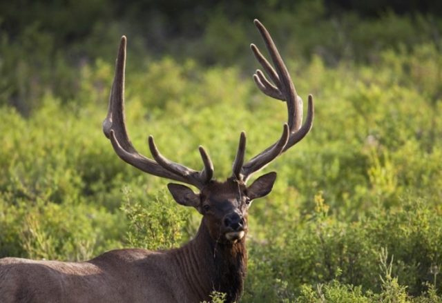 Виды оленей