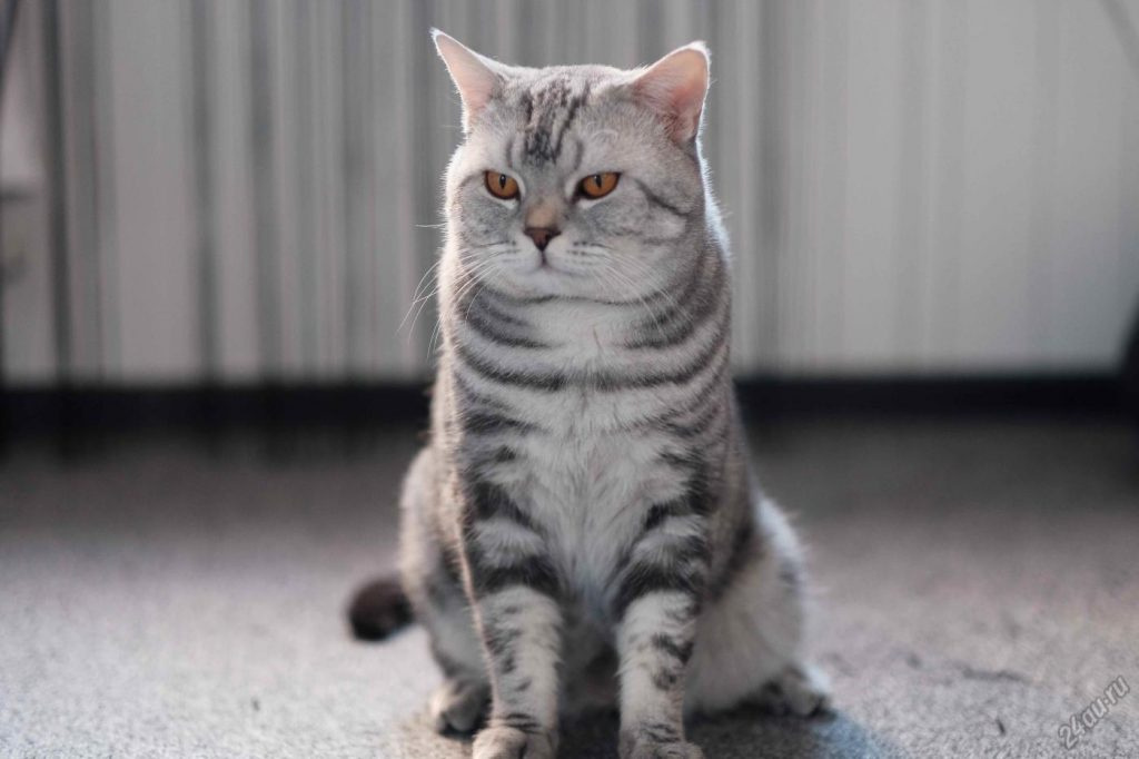 Шотландская прямоухая кошка