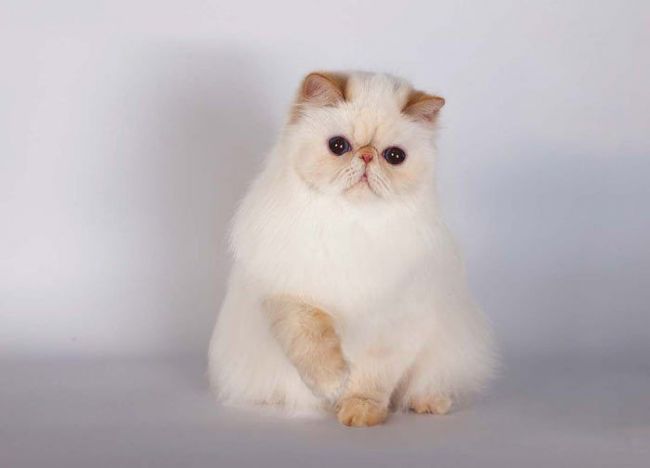 Маленький белокурый котенок