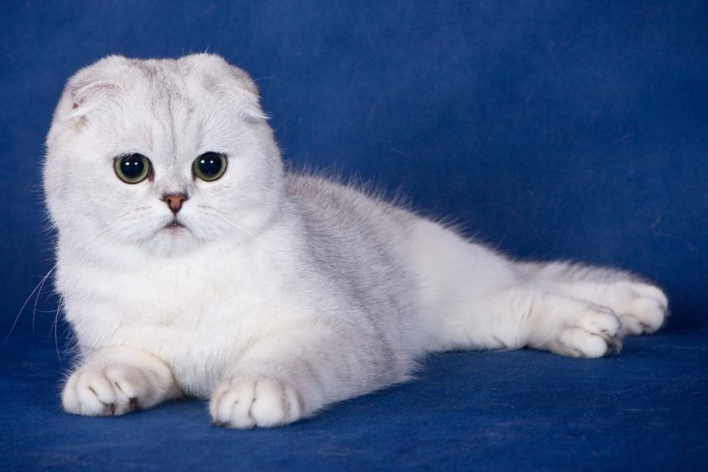 Шотландская вислоухая кошка