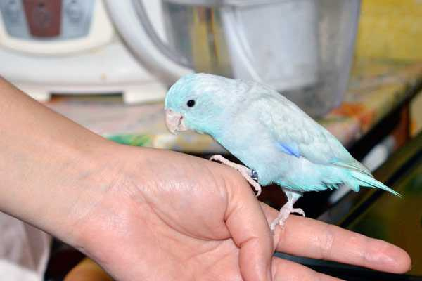 фото попугая воробей на руке