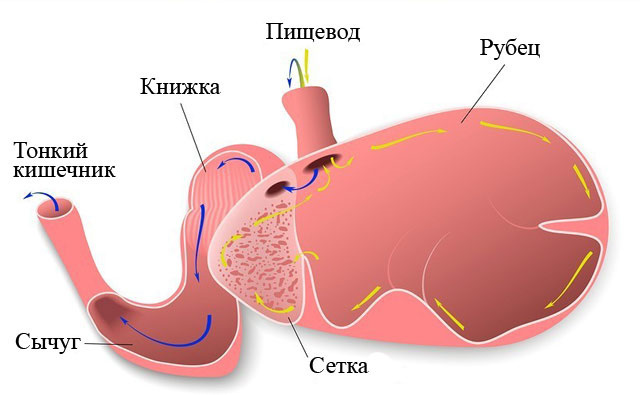 Строение желудка