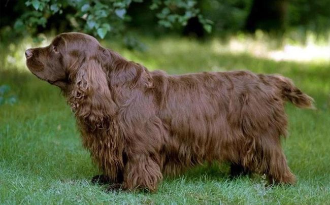 Суссекс-спаниель