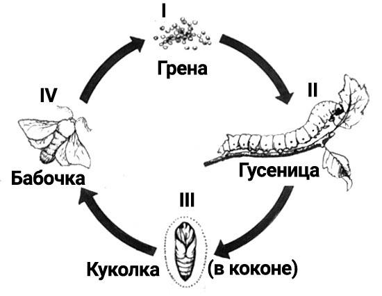 Жизненный цикл тутового шелкопряда