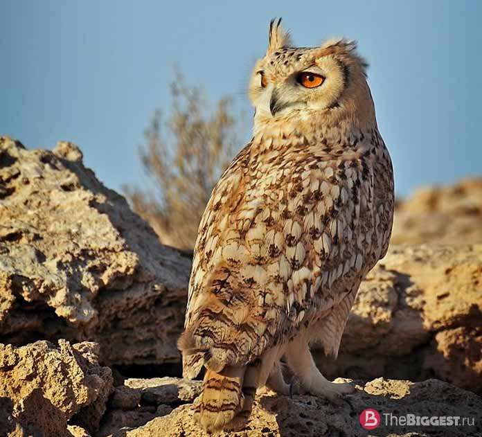 Пустынная сова / Bubo ascalaphus