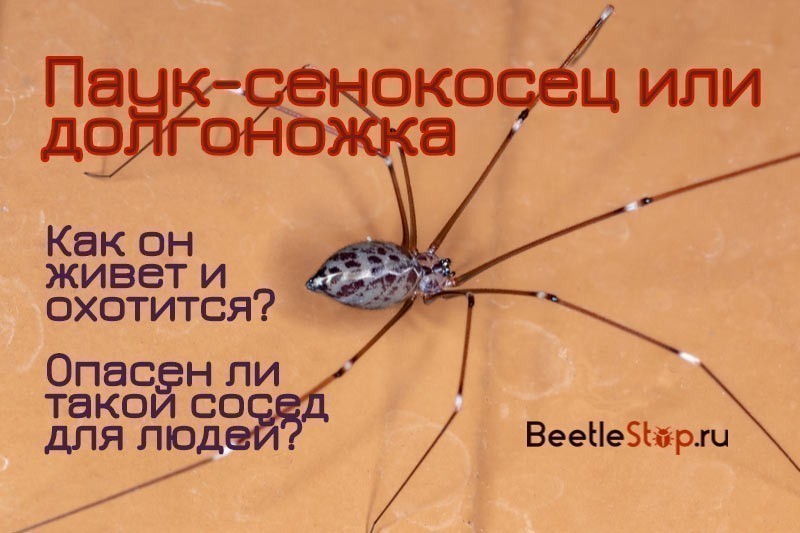 паук с длинными тонкими ногами