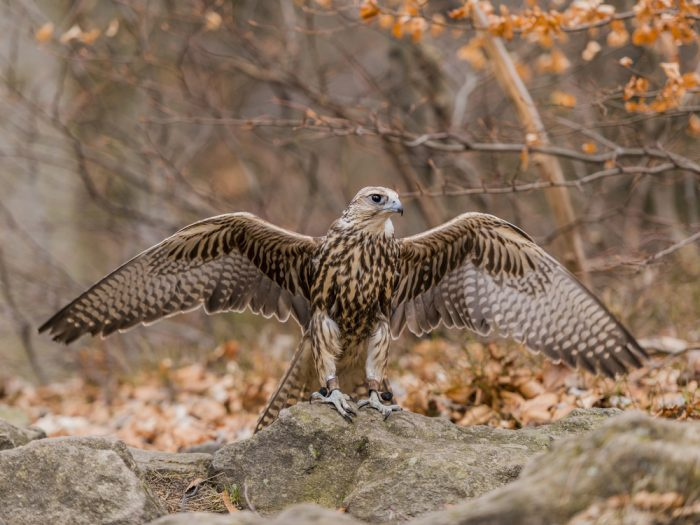 Балабан монгольский (Falco cherrug milvipes) фото