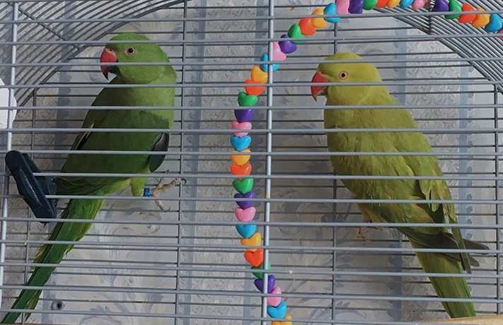 2 попугая