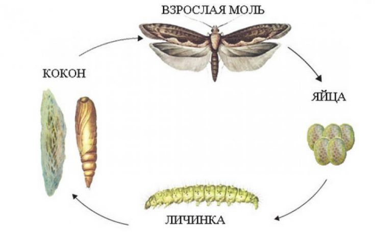 Мотылек