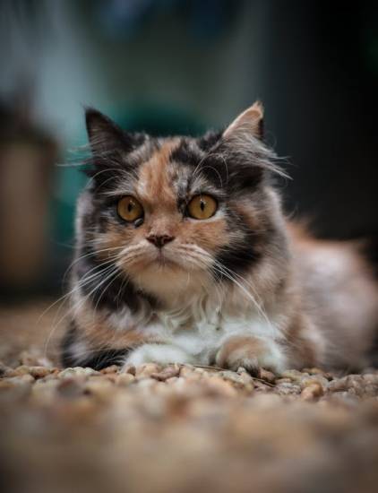 355+ французских имен для кошек и кошек