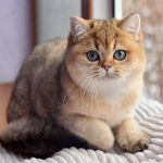 Британская золотая шиншилла