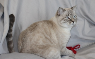 шотландский кот с голубыми глазами