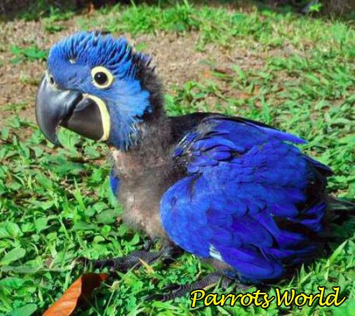 Гиацинтовый ара: характер, среда обитания, питание, продолжительность жизни