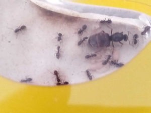 Лона Lasius niger 