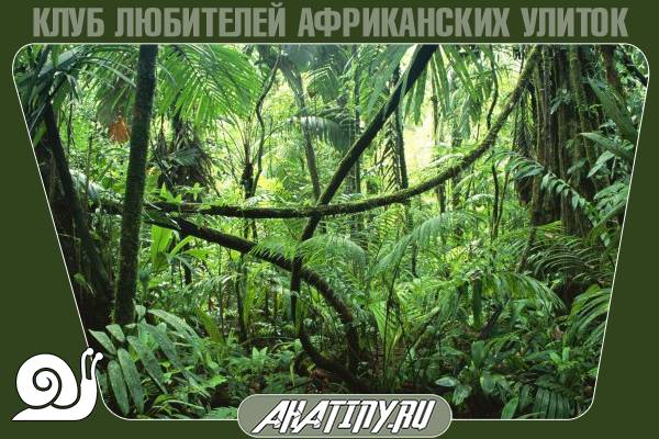 Родина Achatina reticulata 