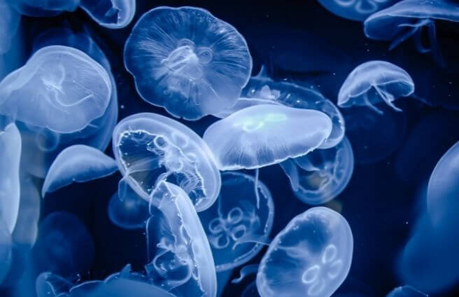 Сколько живут медузы в море