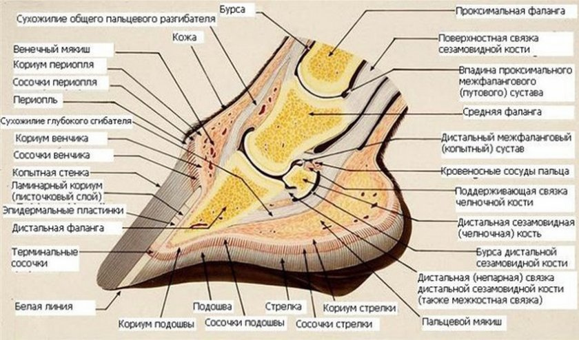 Внутреннее строение копыта 