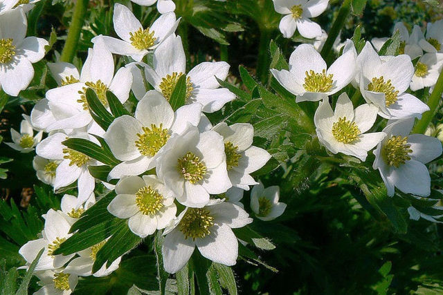 Уральские животные, птицы и растения, красная книга, разнообразие природы