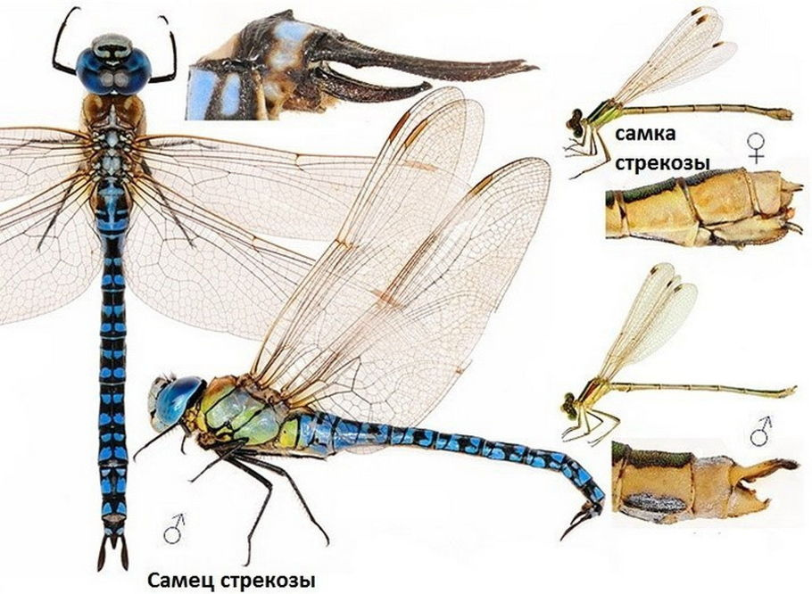 Самец и самка стрекозы