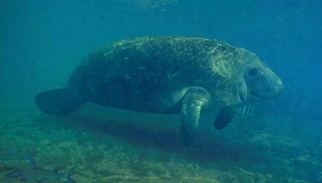 Амазонский ламантин