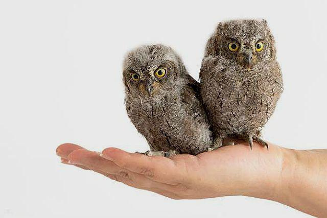 Scops Owl - приручение