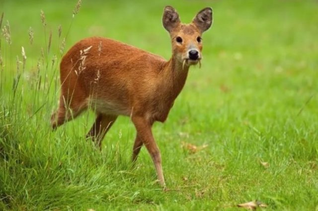 Виды оленей