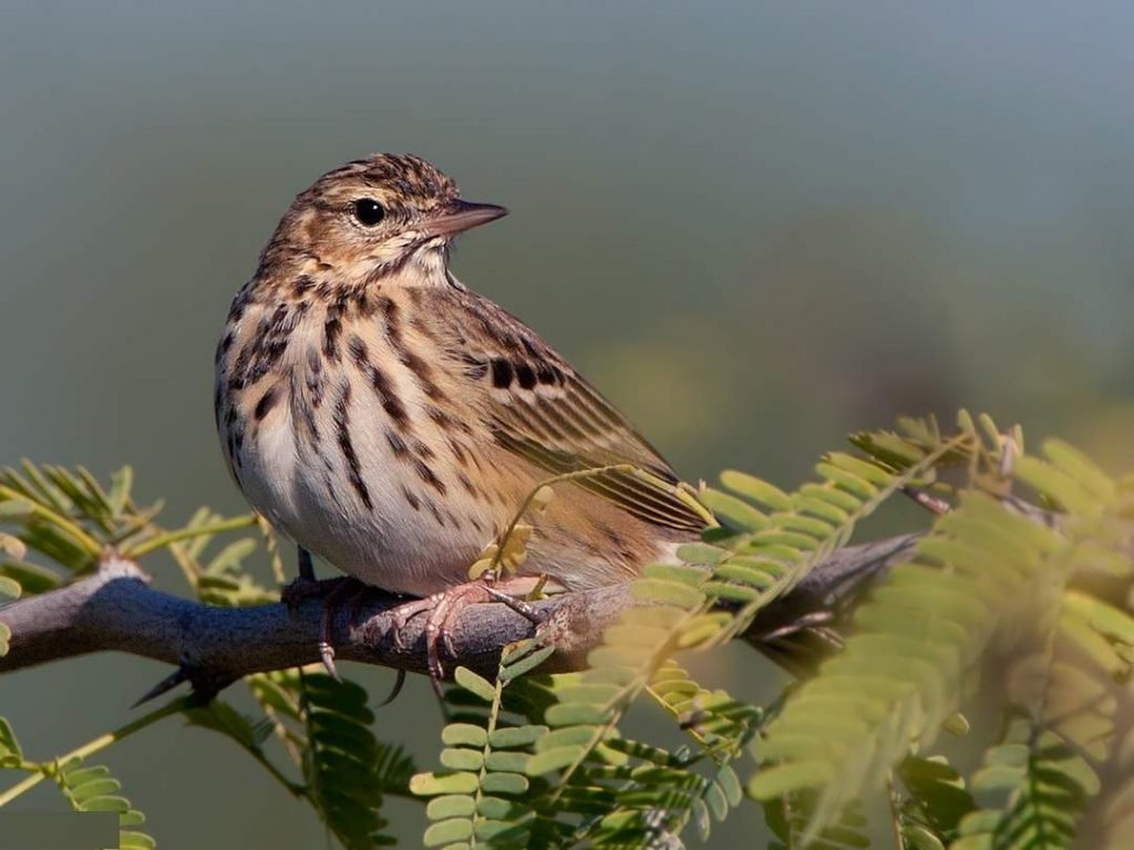Лесной конек (Anthus trivialis).