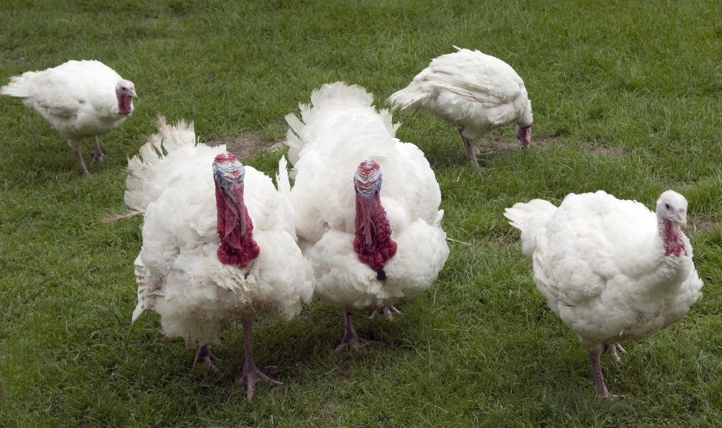 Poults 