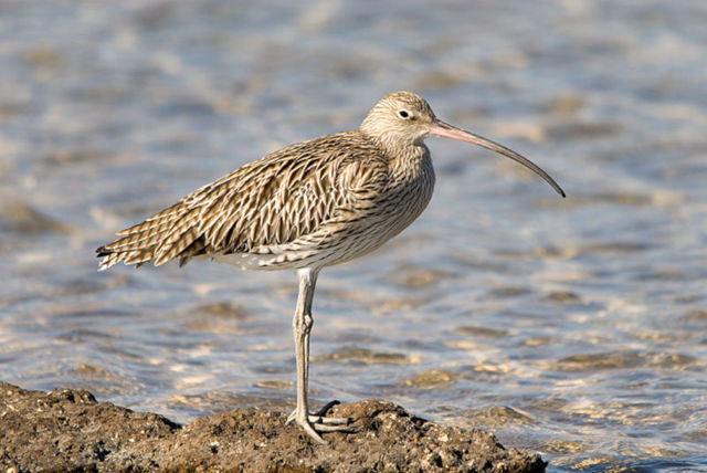 Уральские животные, птицы и растения, красная книга, разнообразие природы