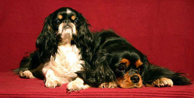 Кавалер или различие короля Карла