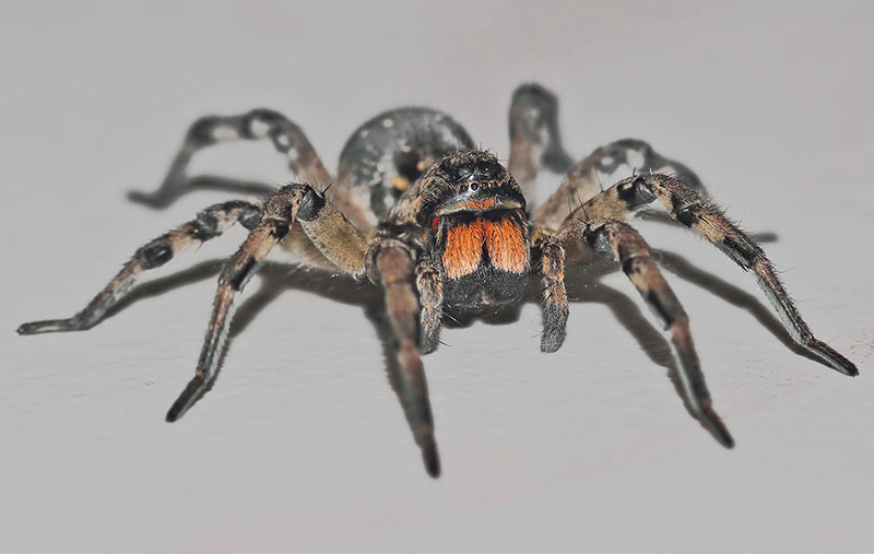 Южнорусский птицеед (Lycosa singoriensis)