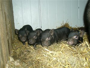 Вьетнамские свиньи с брюшком: описание, отзывы