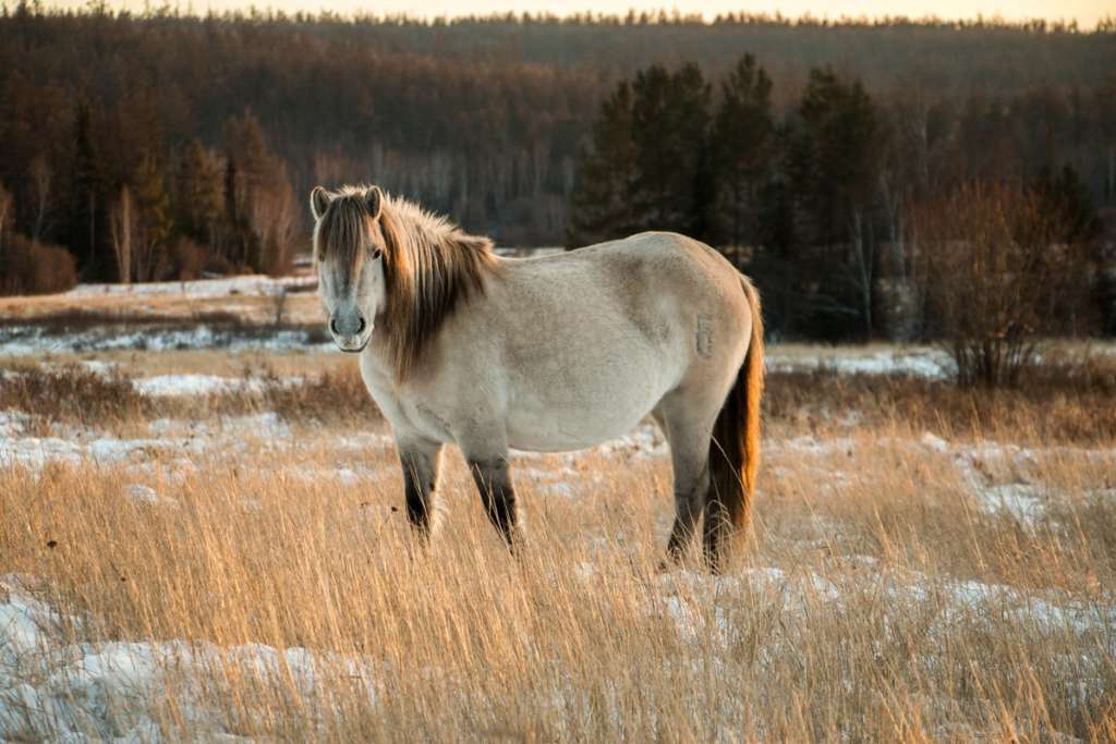 Якутская лошадь