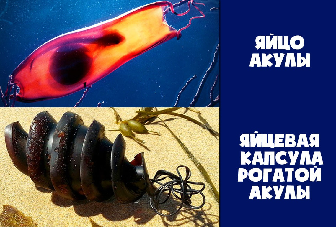 Капсулы из акульего яйца